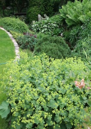 ALCHEMILLA mollis